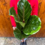 Fikus lýrovitolistý (Ficus lyrata) - výška 60-70 cm, kont. C3L 